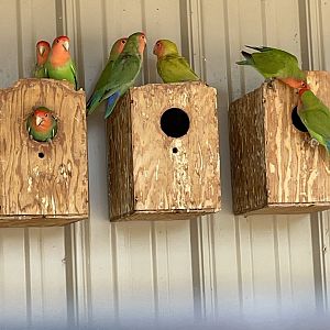 7/23/2022 - Peach Faced Lovebirds
