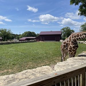 7/23/2022 - Giraffe Exhibit