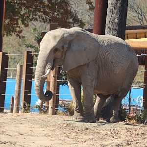 Elephant Expedition - African Bush Elephant