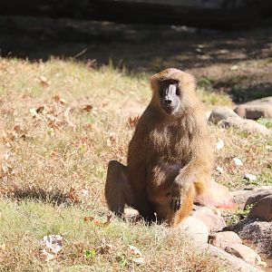 Africa - Guinea Baboon
