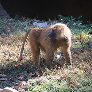Africa - Guinea Baboon
