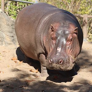 Africa - Hippopotamus