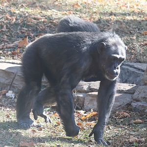 Africa - Chimpanzee