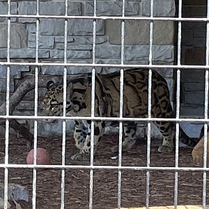 7/23/2022 - Clouded Leopard