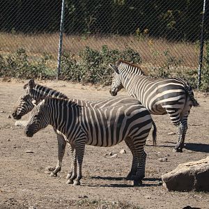 Africa - Grant's Zebra