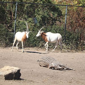 Africa - Scimitar-Horned Oryx - Grant's Zebra