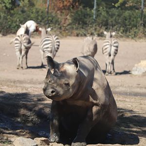Africa - Eastern Black Rhinoceros