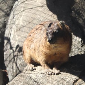 Africa - Rock Hyrax