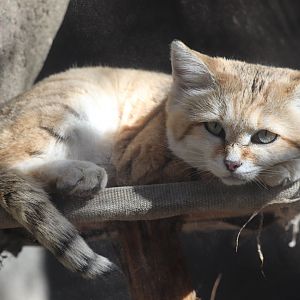 Africa - Sand Cat