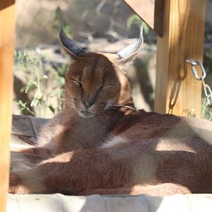 Africa- Caracal