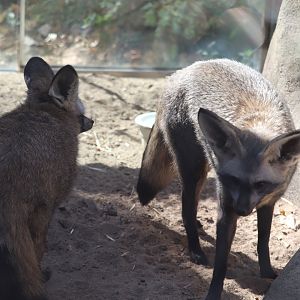 Africa - Bat-Eared Fox