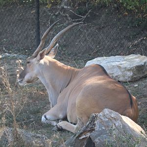 Africa - Common Eland