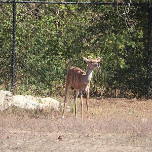 Africa - Lesser Kudu