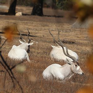 Africa - Addax