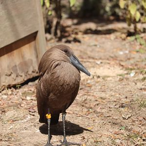 Africa - Hamerkop