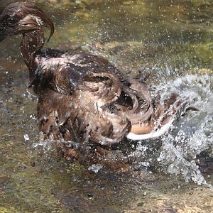 Africa - Hamerkop