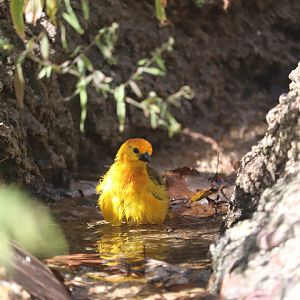 Africa - taveta golden weaver