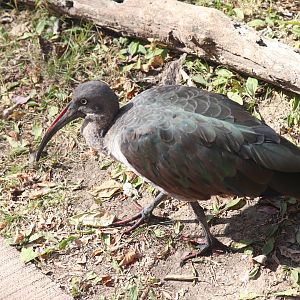 Africa - Hadada Ibis