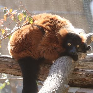 Africa - Red Ruffed Lemur