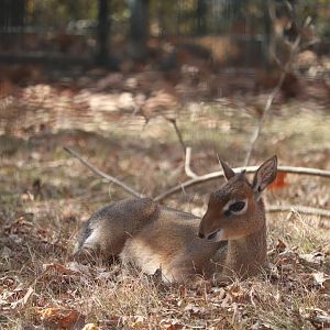 Africa - Kirk's Dik-Dik