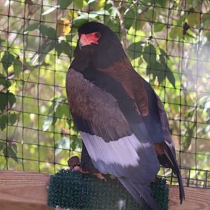 Africa - Bateleur Eagle