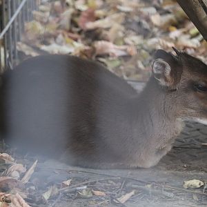Africa - Blue Duiker