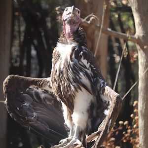 Africa - Lappet-Faced Vulture