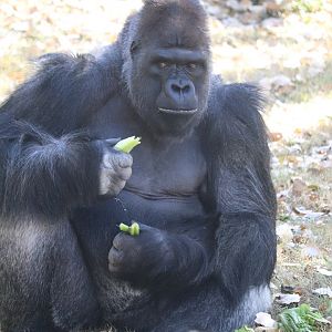 West Africa - Western Lowland Gorilla