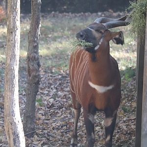 West Africa - Eastern Bongo