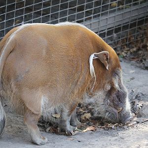 West Africa - Red River Hog