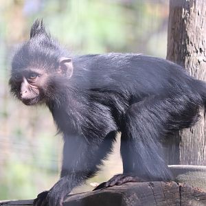 West Africa - Black Mangabey