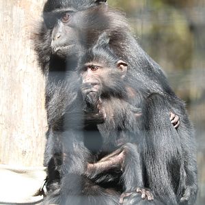 West Africa - Black Mangabey