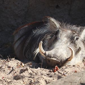 Africa - Common Warthog