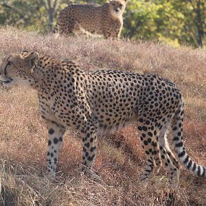 Africa - Cheetah