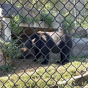 8/29/2022 - American Black Bear