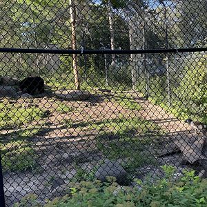 8/29/2022 - Black Bear & Arctic Fox