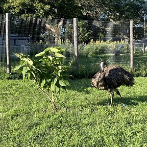 8/29/2022 - Going Green, Emu Style