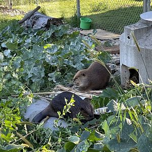 8/29/2022 - Leave it to Beavers