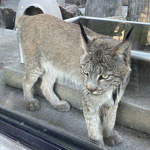 8/29/2022 - Canadian Lynx Up-Close