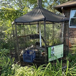 8/29/2022 - Virginia Opossum Cage