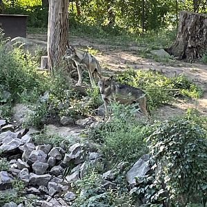 8/29/2022 - Pack Mates