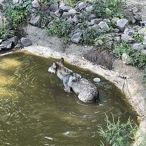 8/29/2022 - Puppy Pool Time