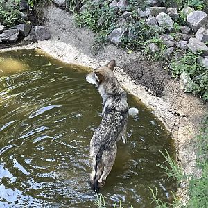 8/29/2022 - An Afternoon Dip