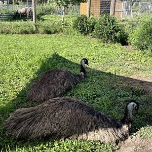 8/29/2022 - Emus