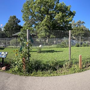 8/29/2022 - Emu Habitat Panorama