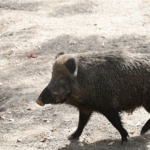 Wild Boar
