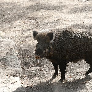 Wild Boar