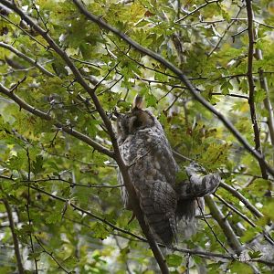 Long-eared Owl
