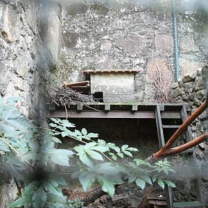 Genet exhibit (one of two)