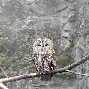 Tawny Owl